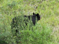 Another black bear